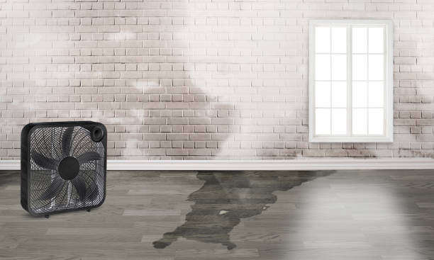 Best Water damage restoration near me  in Queens, NY